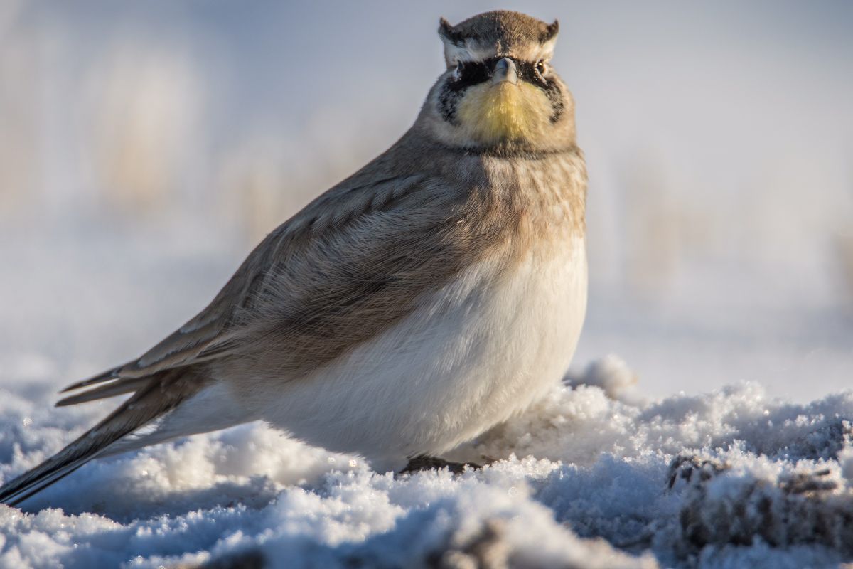 Horned Lark