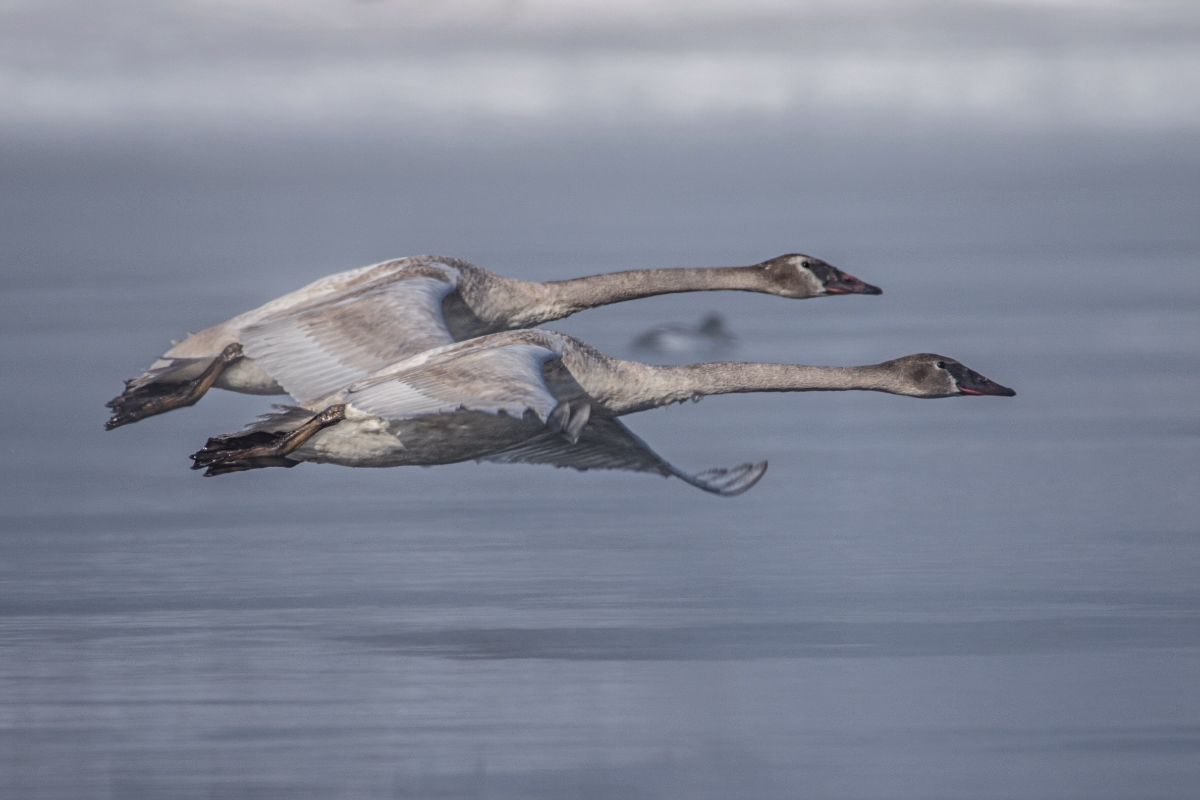 Trumpeter Swan