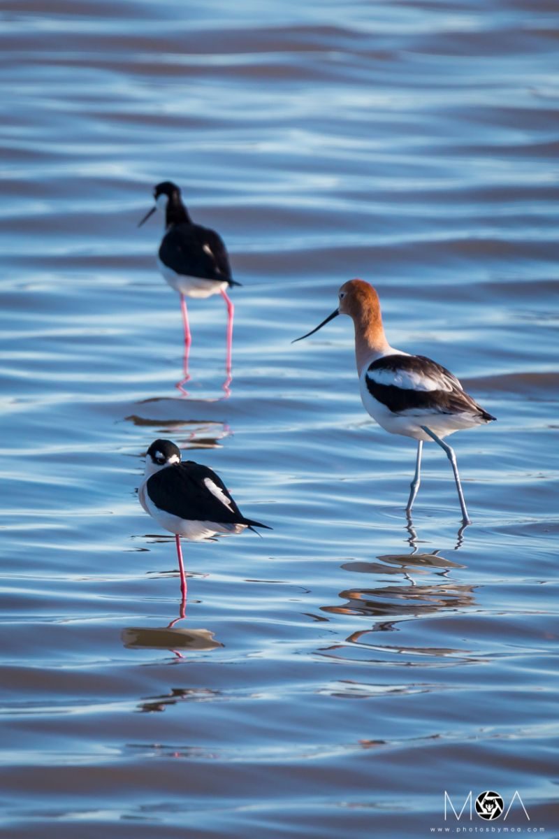 Shorebirds