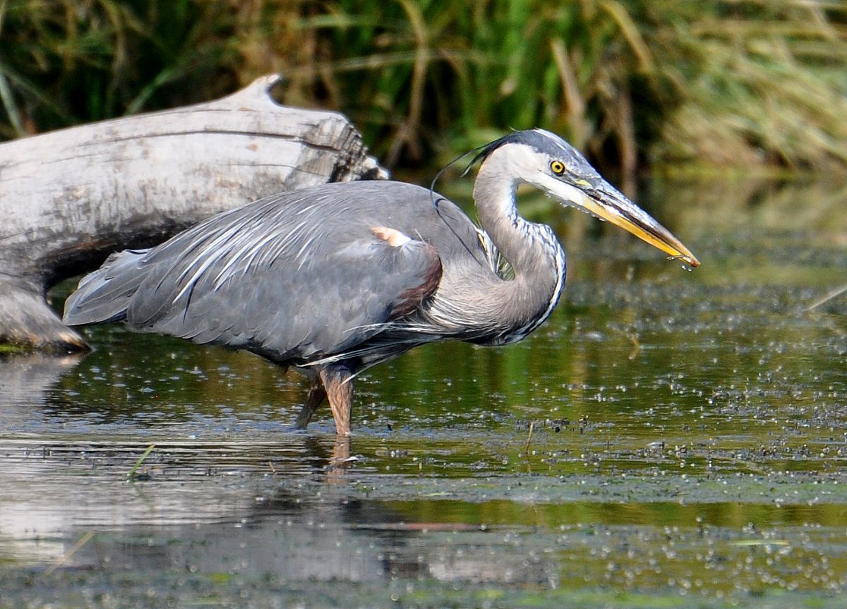 Great Blue Heron