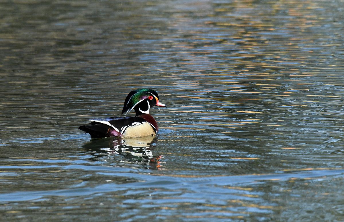 Wood Duck