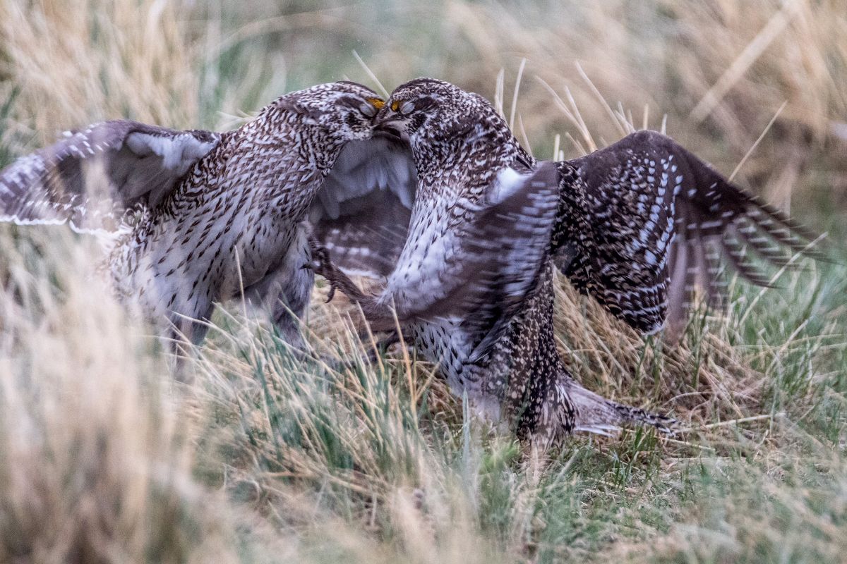 Sharp-tailed Grouse