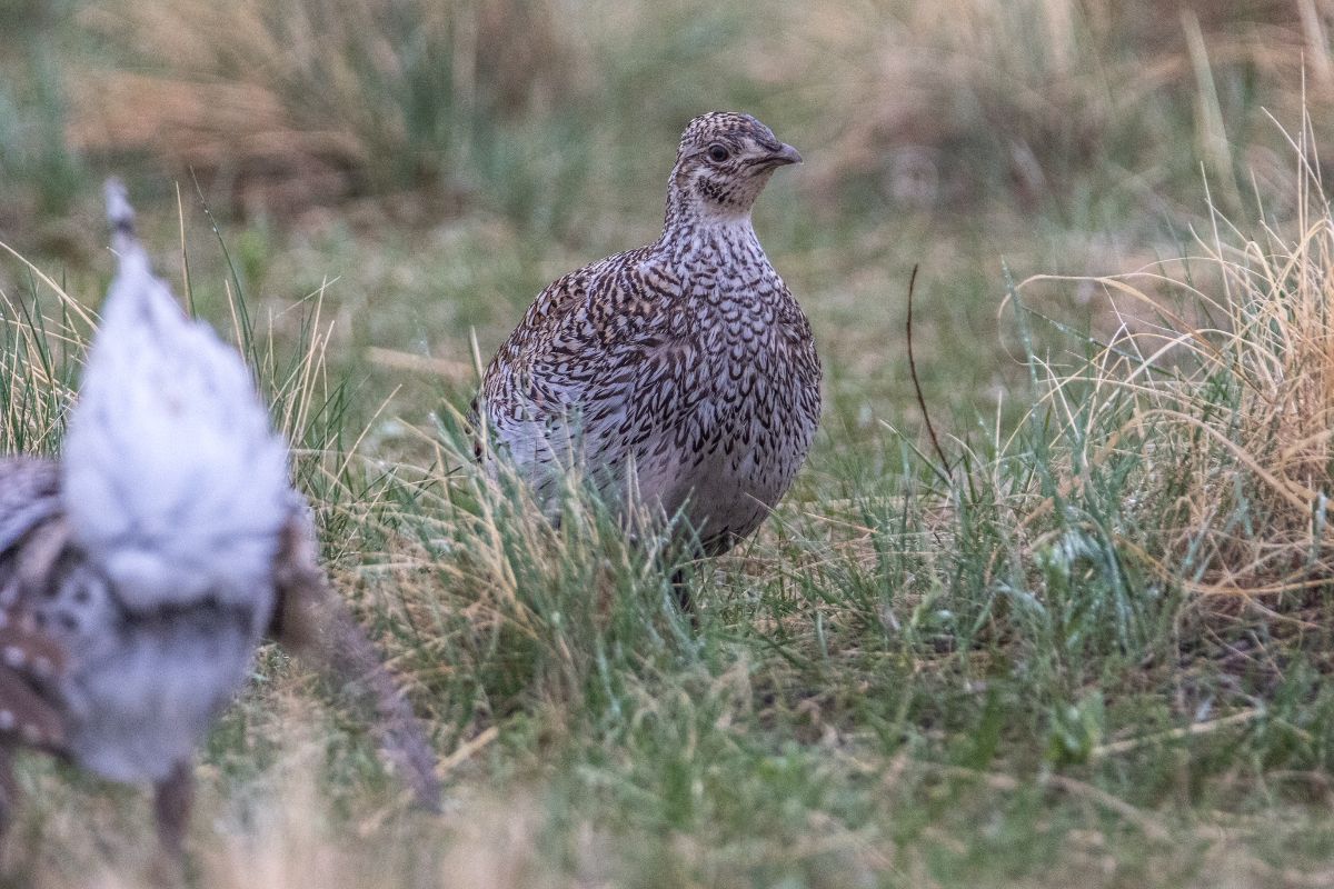 Sharp-tailed Grouse