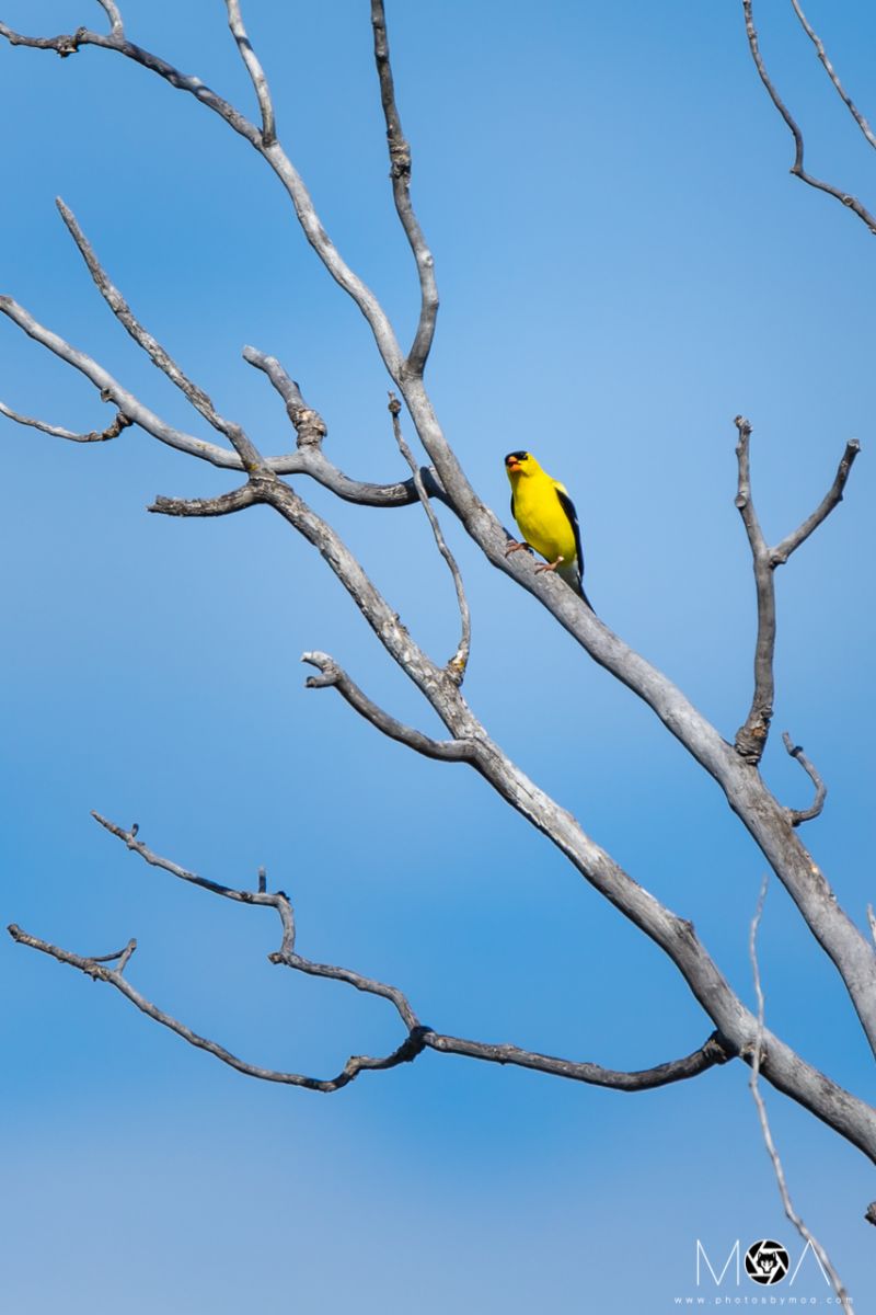 American Goldfinch