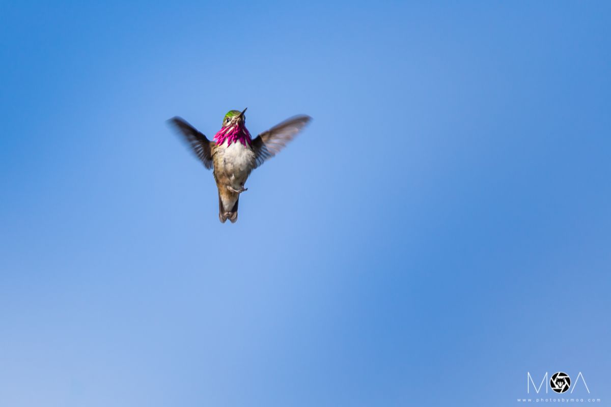 Calliope Hummingbird