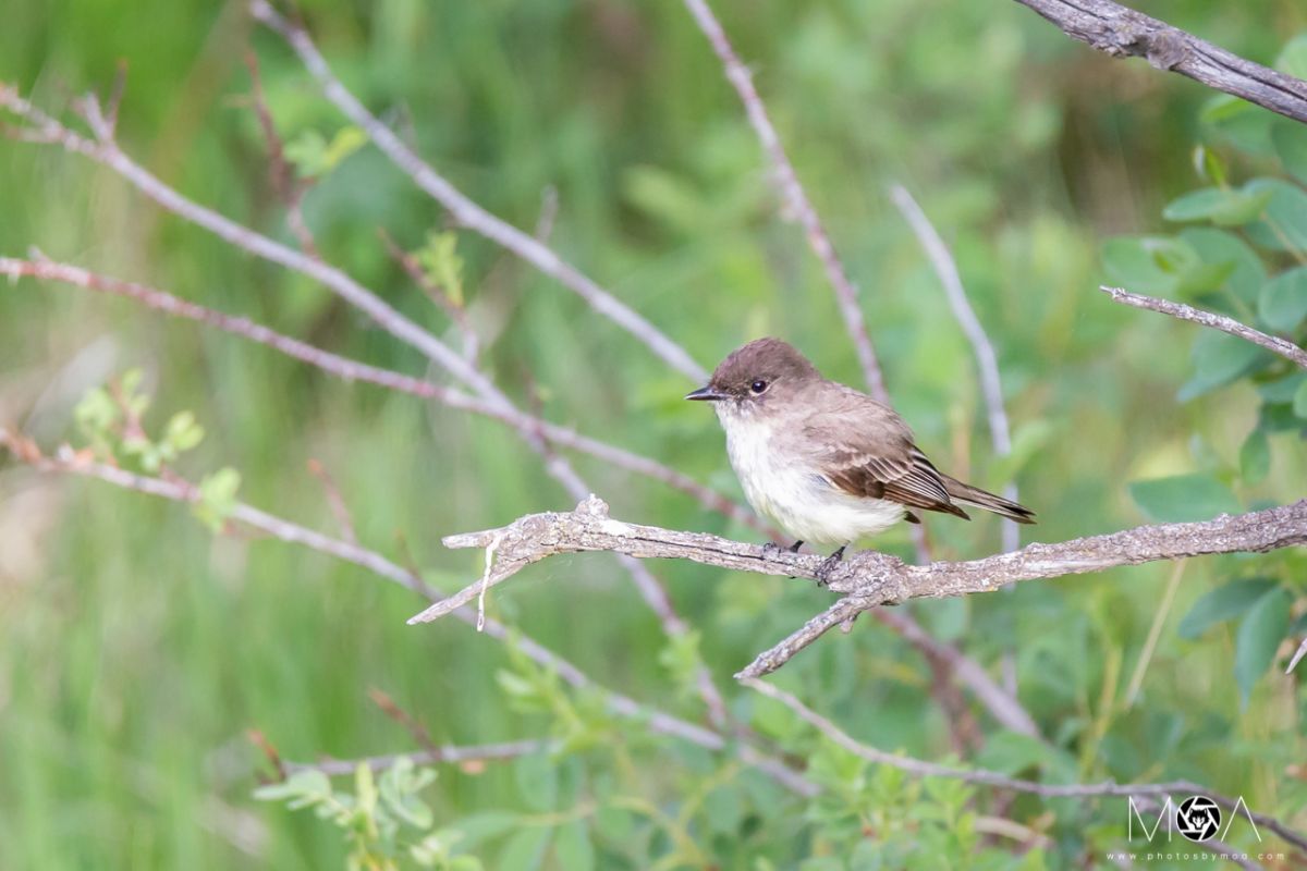 Eastern Phoebe