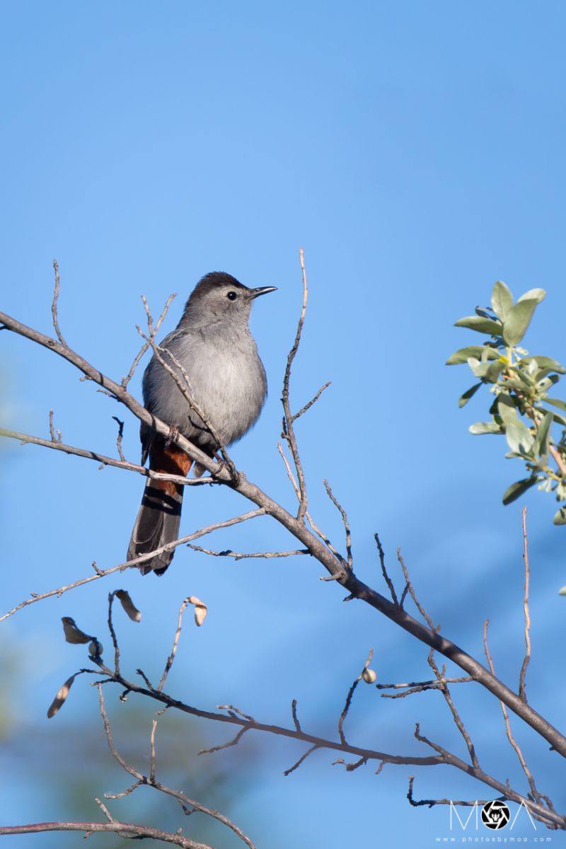 Gray Catbird