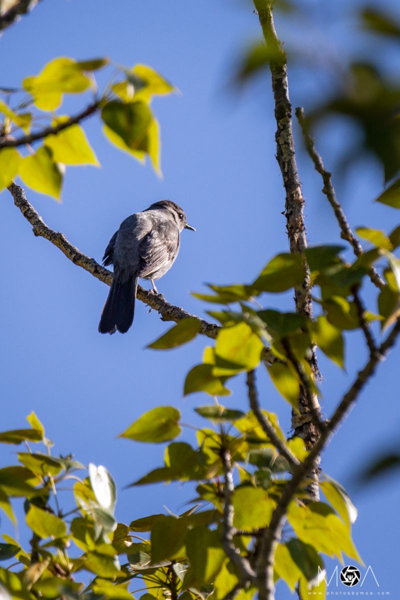 Gray Catbird