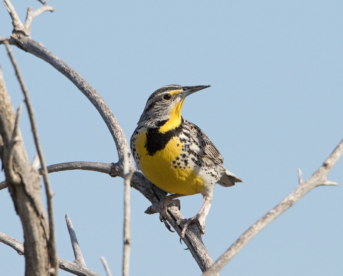 Western Meadowlark