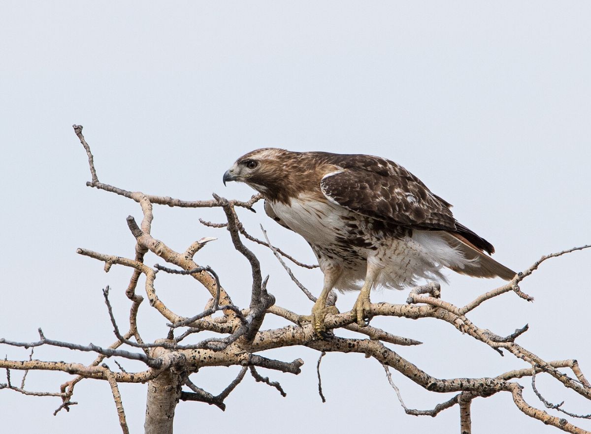 Red-tailed Hawk