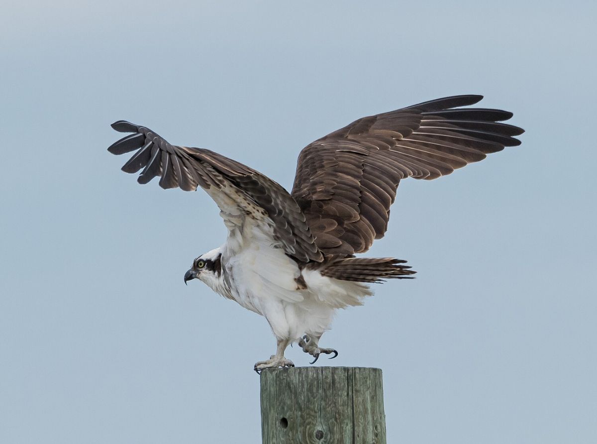 Osprey