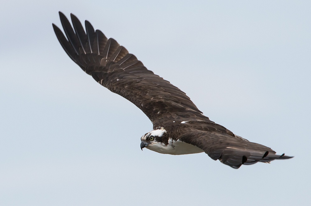 Osprey