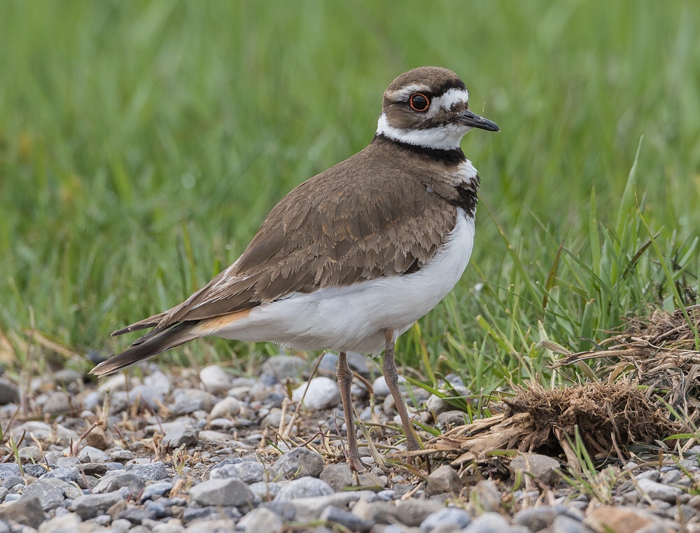 Killdeer