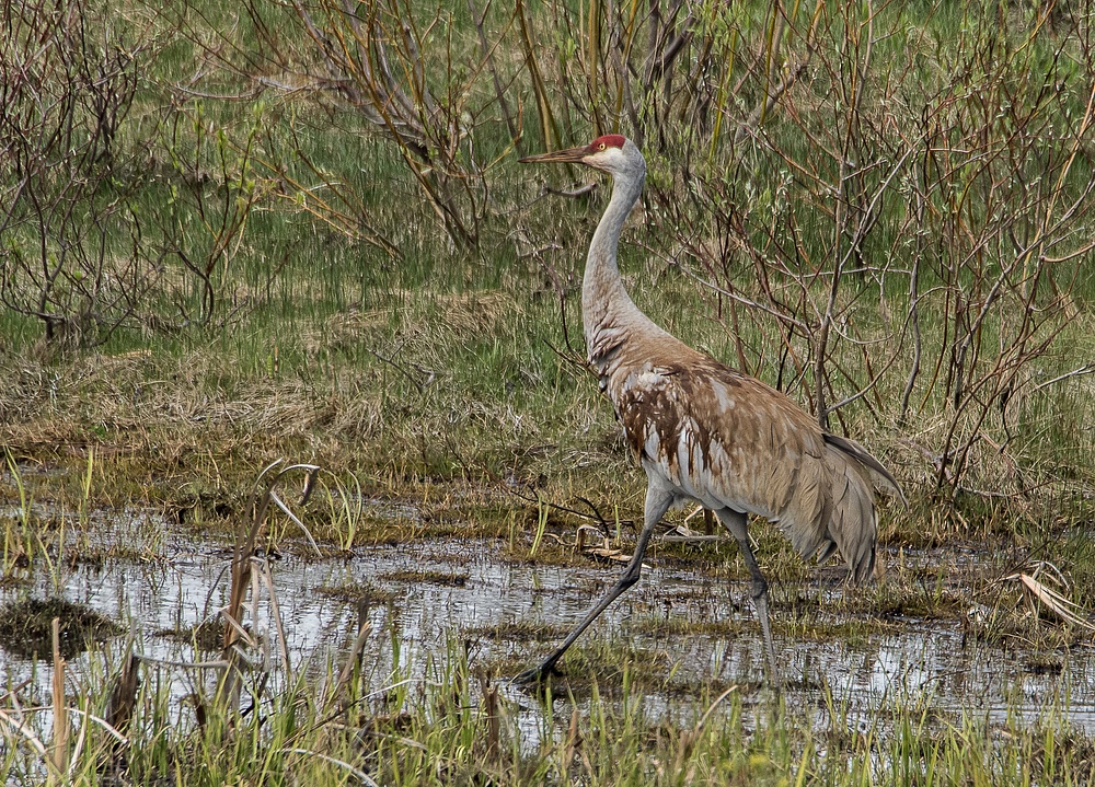 Sandhill Crane