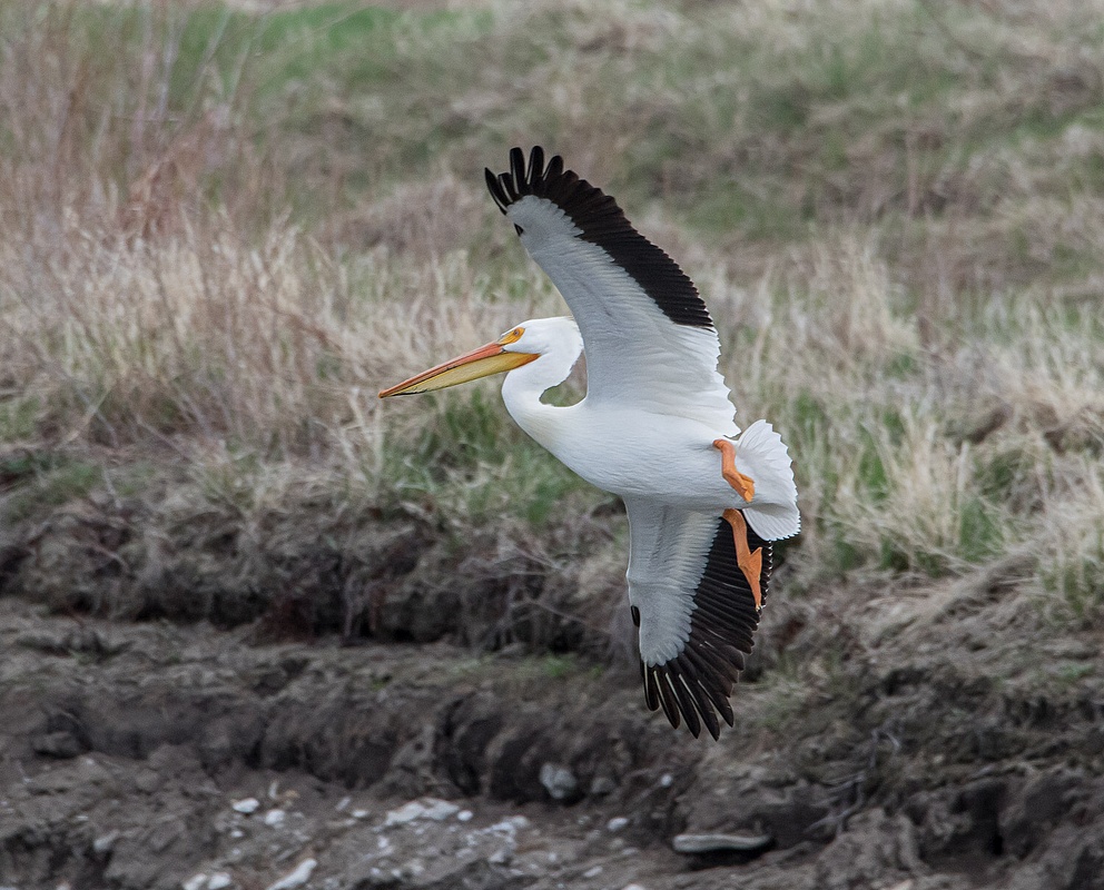 American White Pelican