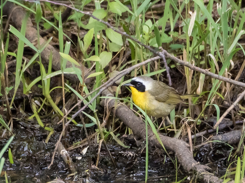 Common Yellowthroat