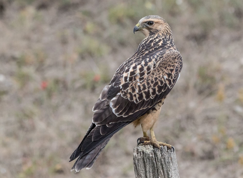 Swainson's Hawk