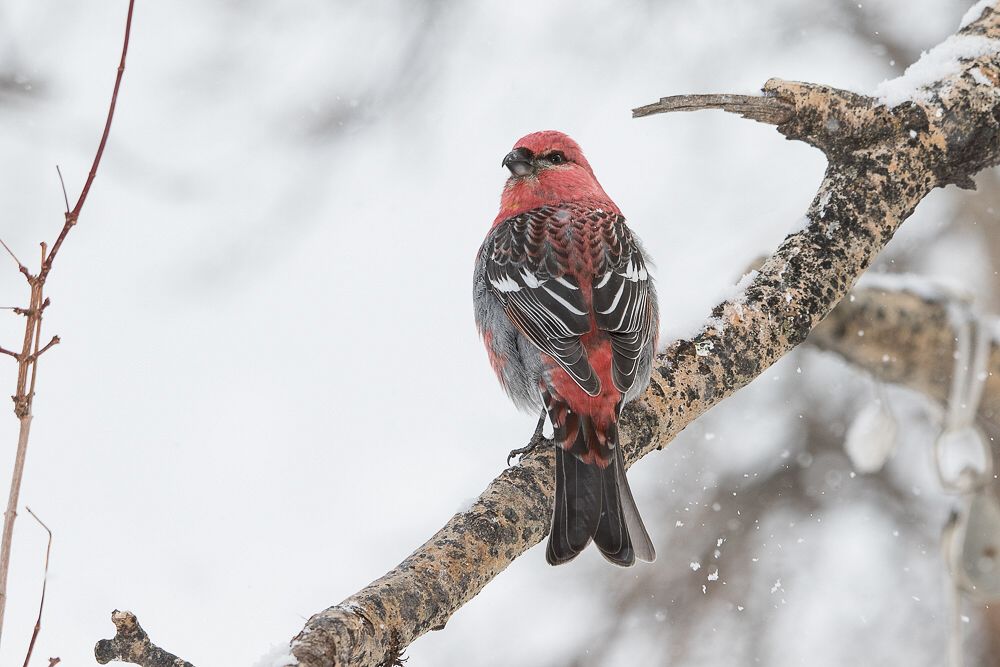 Pine Grosbeak