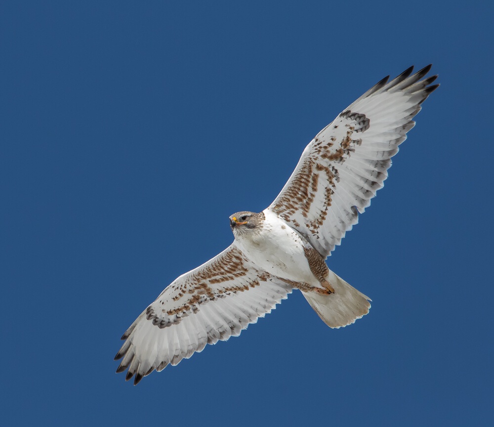 Ferruginous Hawk