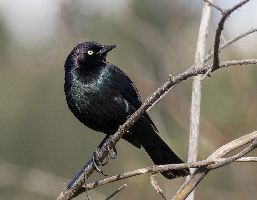 Brewer's Blackbird