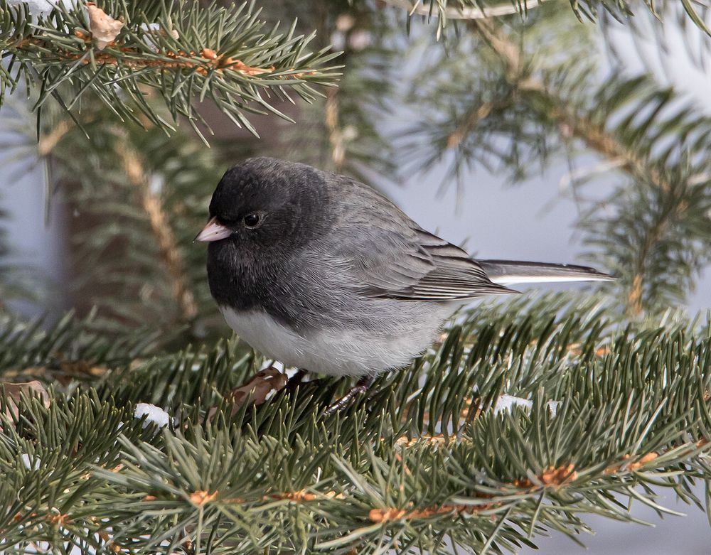 Dark-eyed Junco