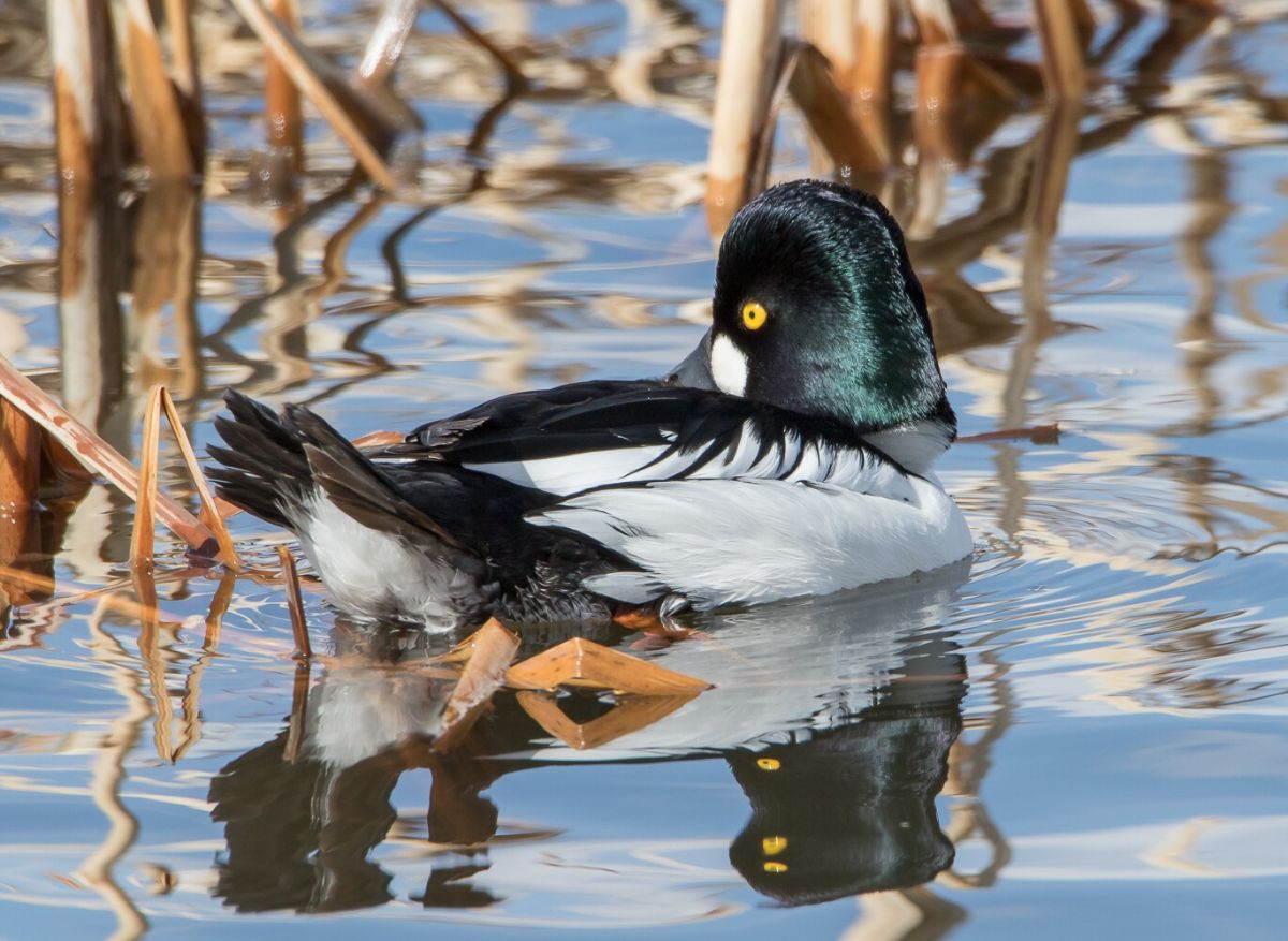 Common Goldeneye