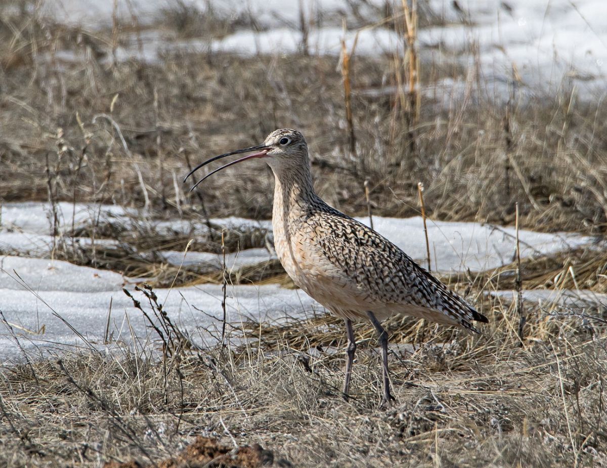 Long-billed Curlew