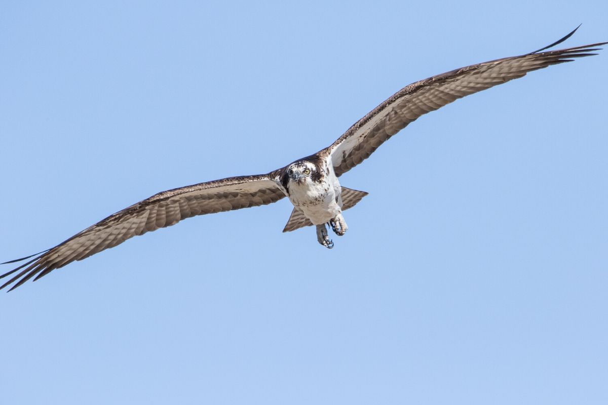 Osprey