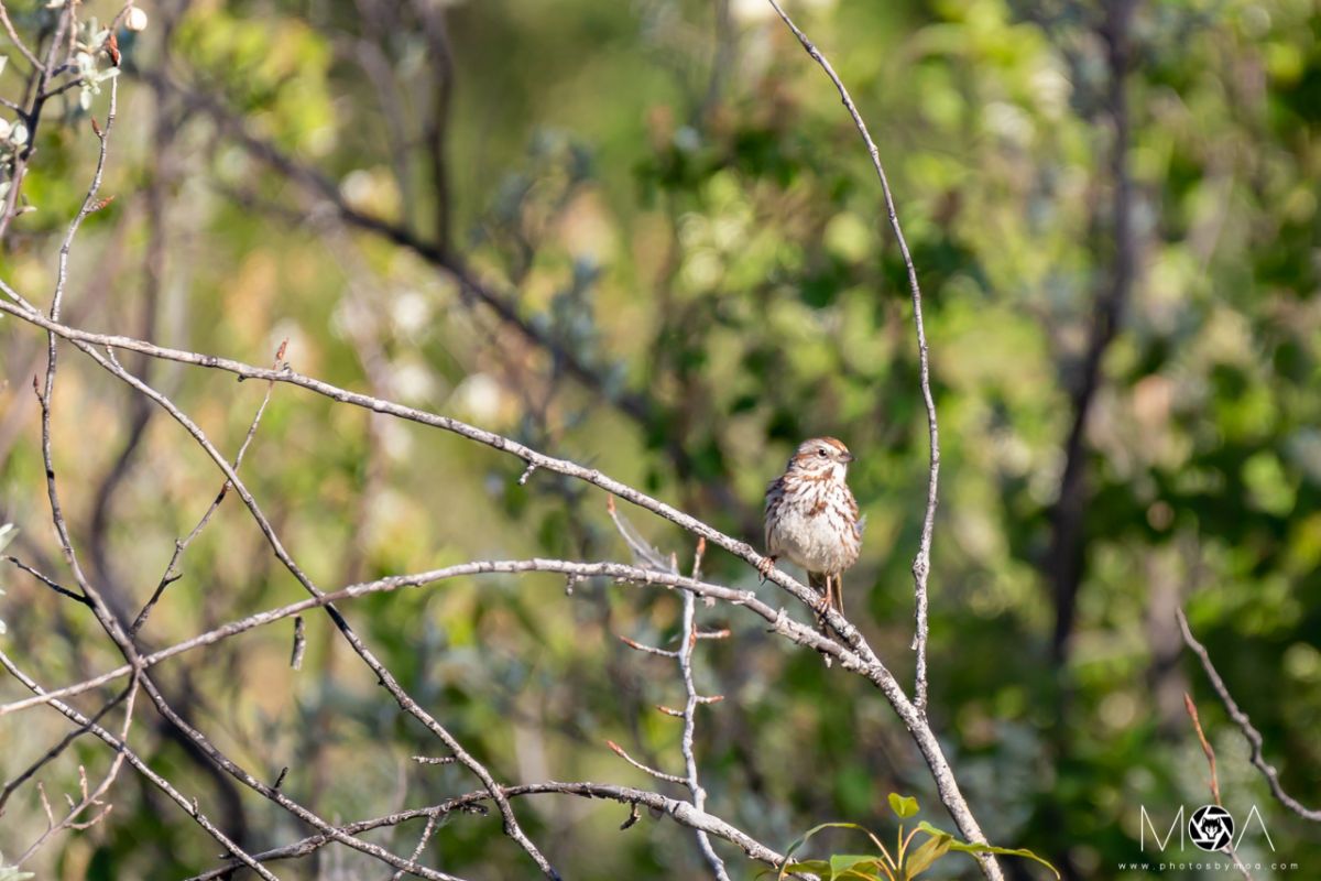 Song Sparrow