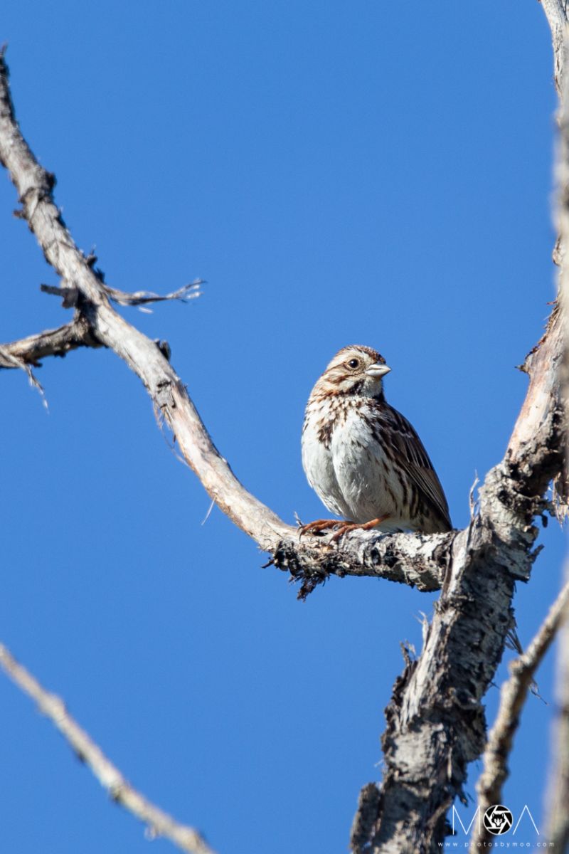 Song Sparrow