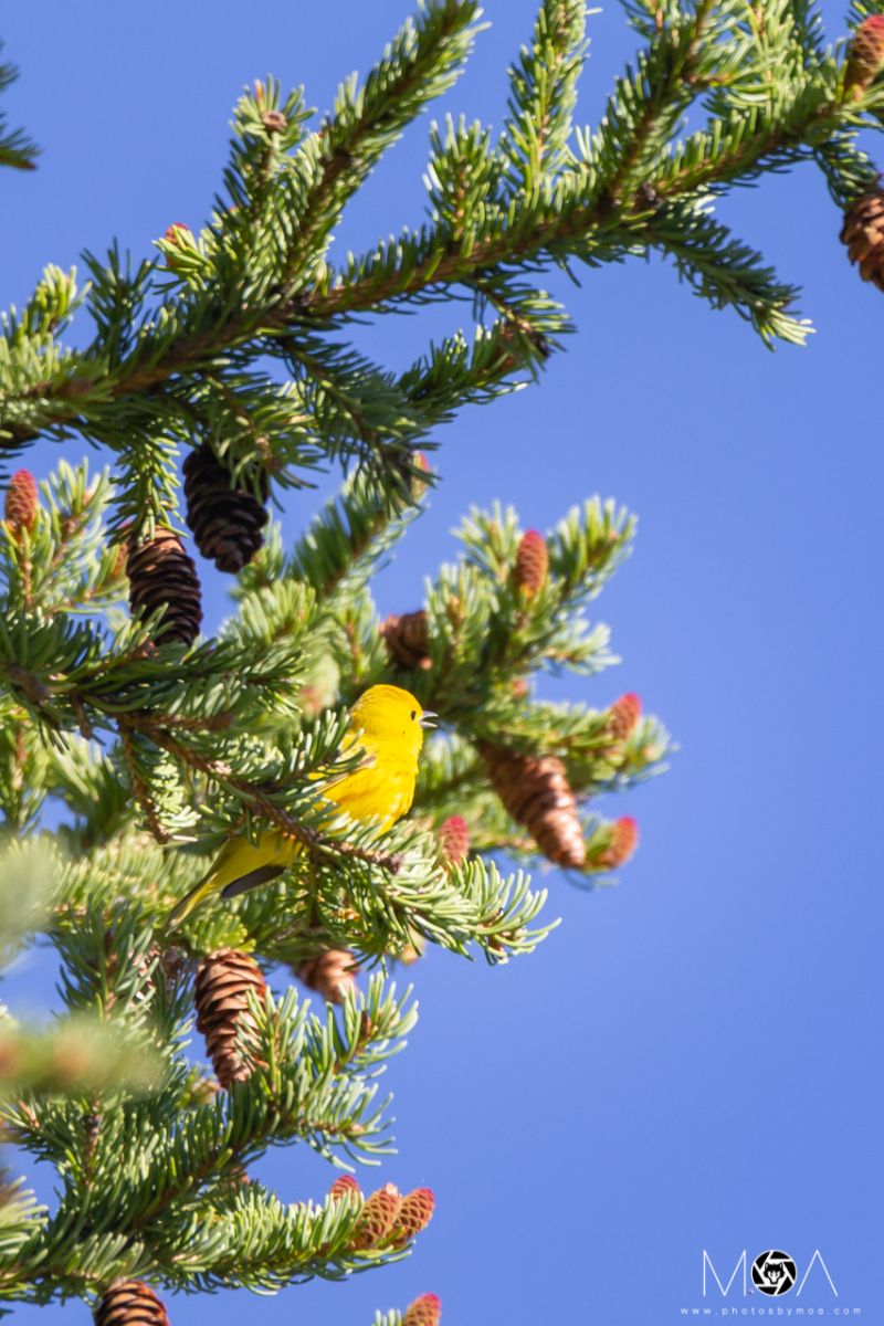 Yellow Warbler