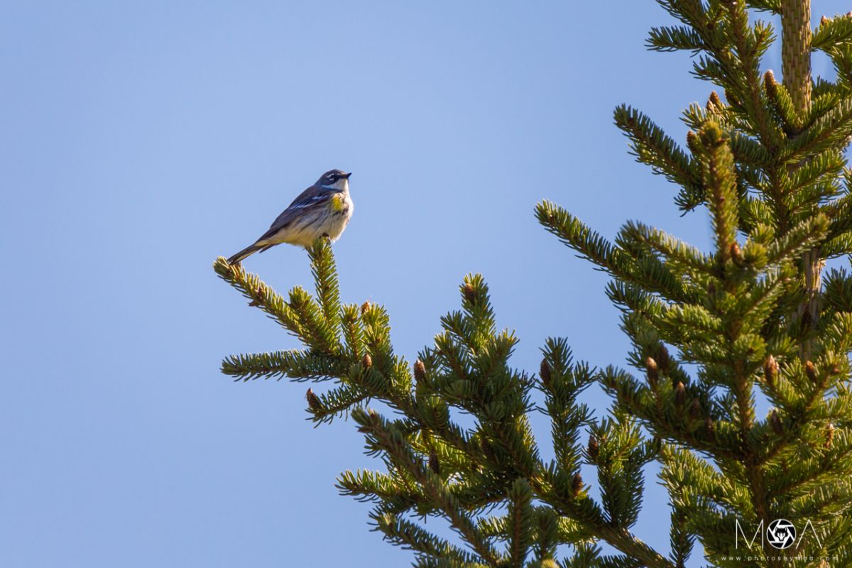 Yellow-rumped Warbler Myrtle