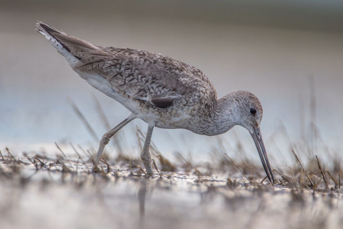 Willet