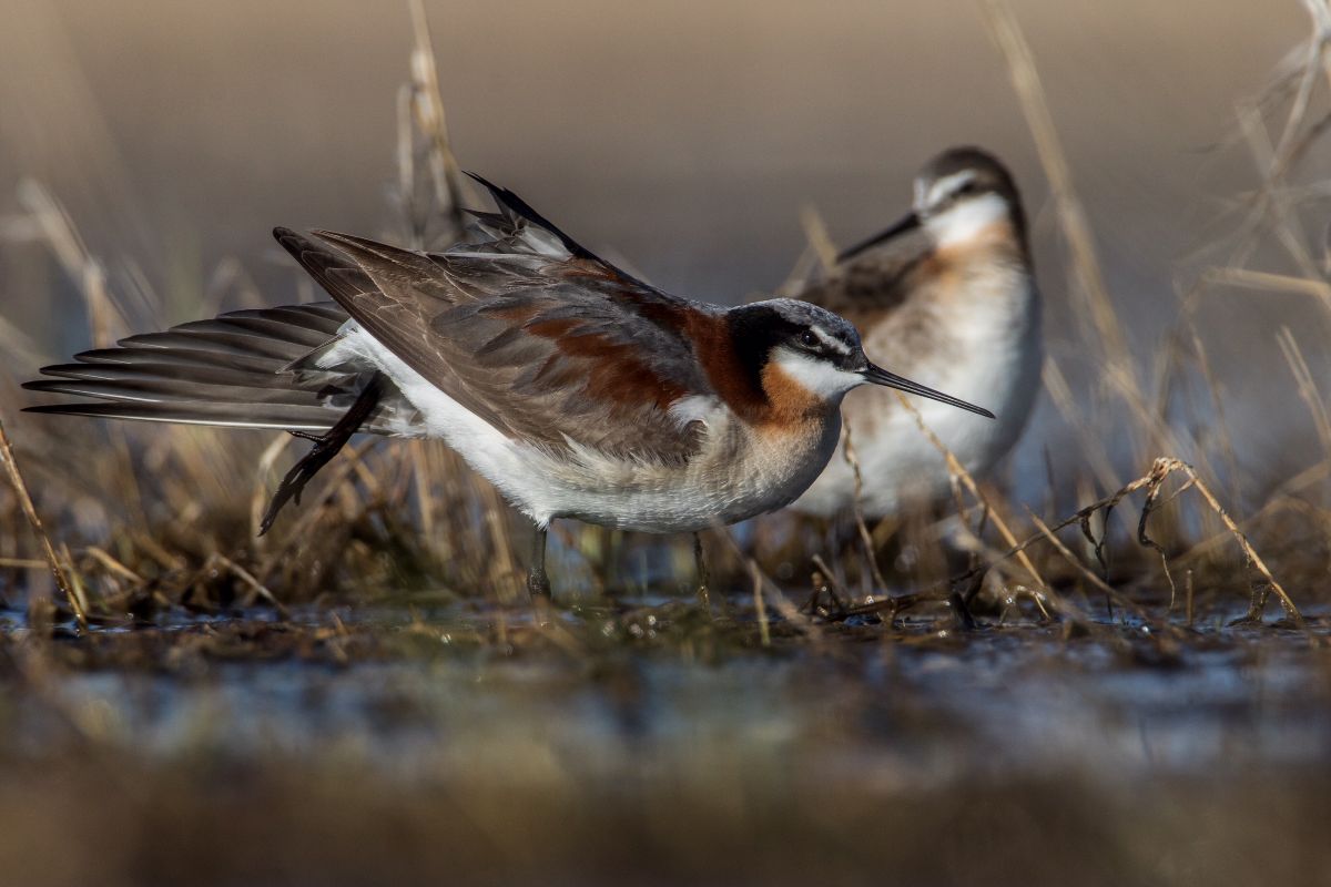 Wilson's Phalarope