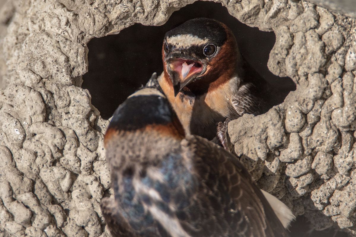 Cliff Swallow