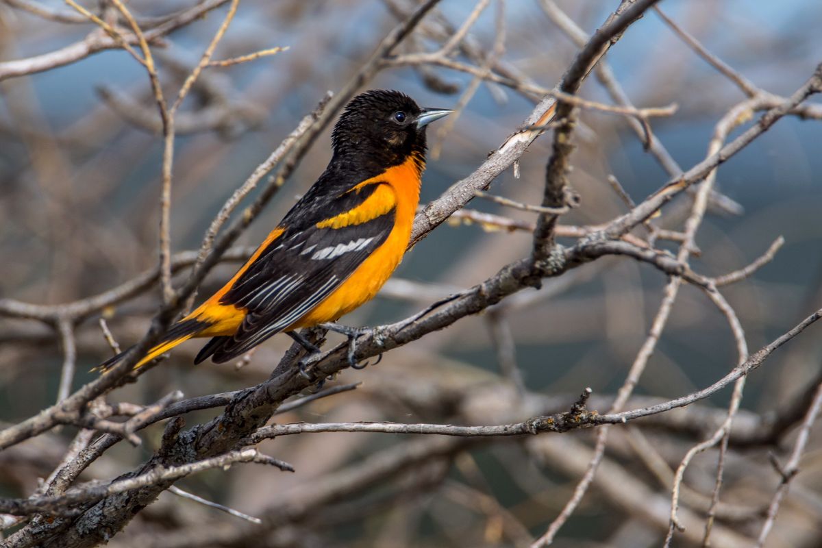 Baltimore Oriole