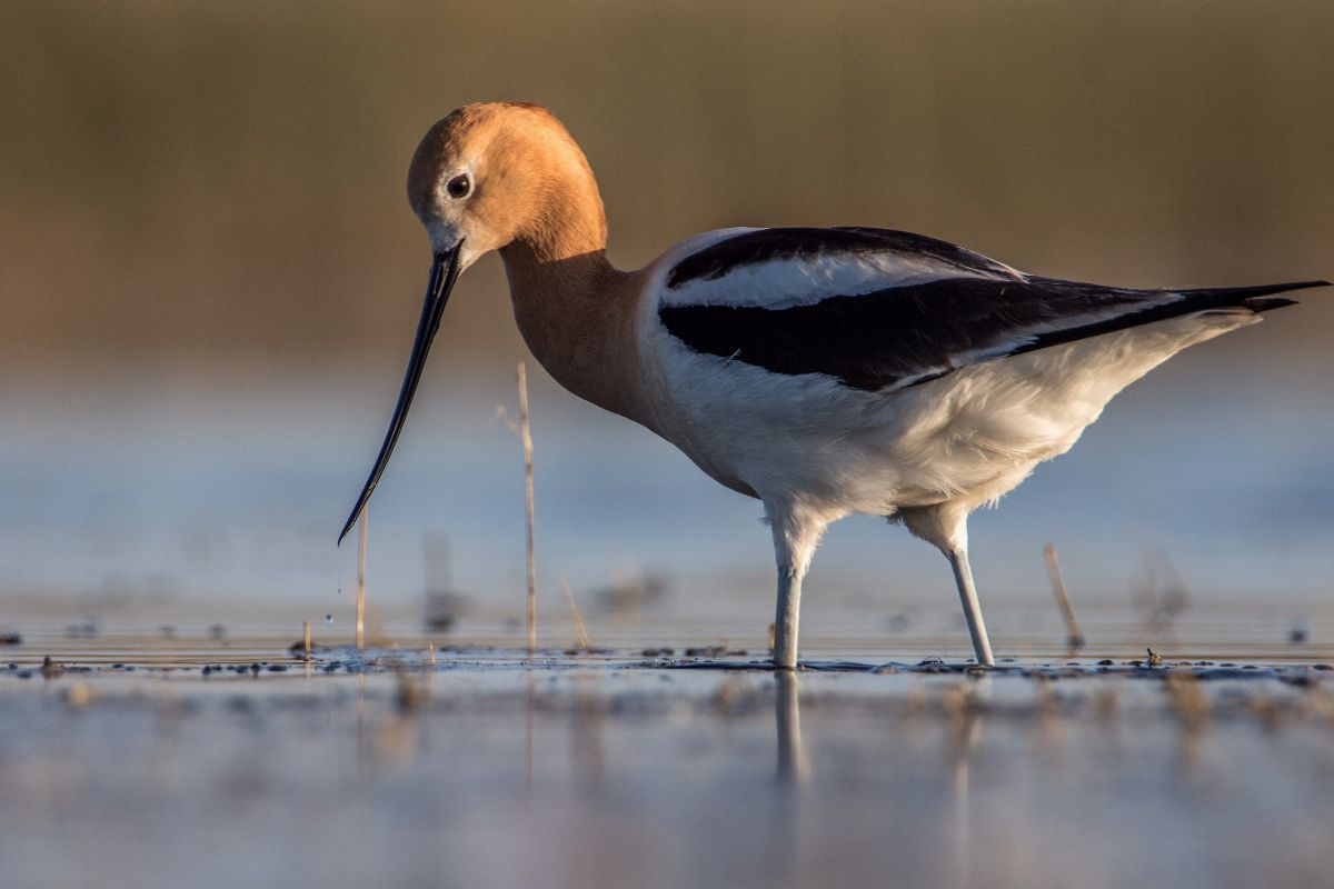 American Avocet