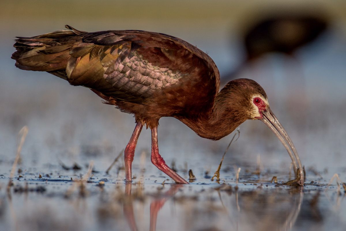 White-faced Ibis