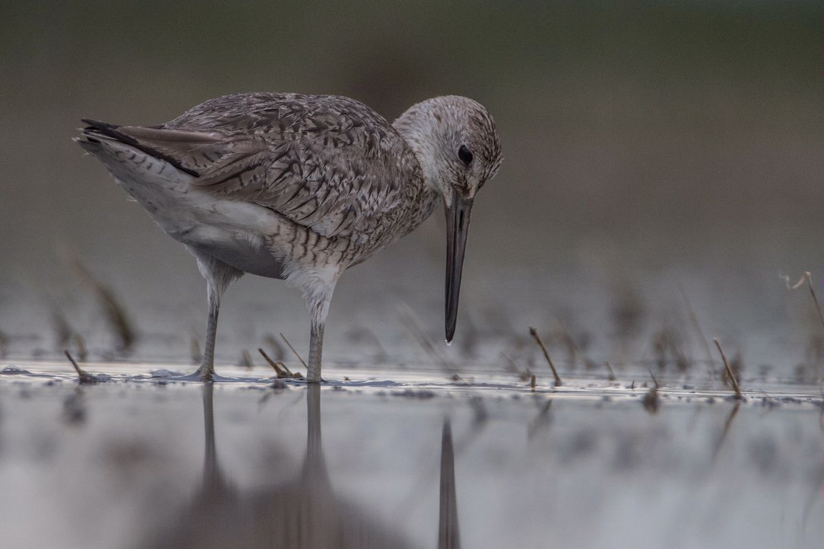 Willet