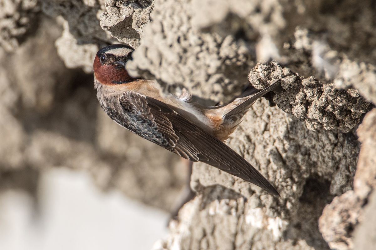 Cliff Swallow