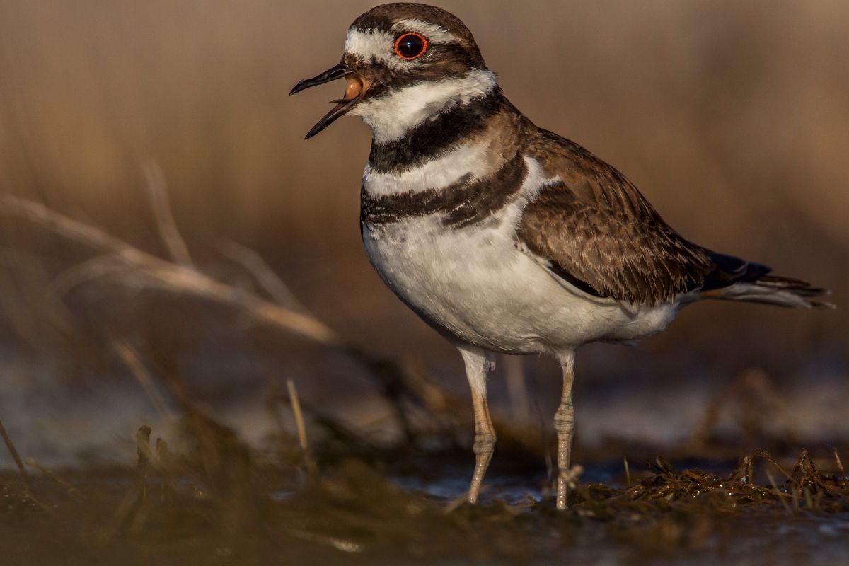 Killdeer