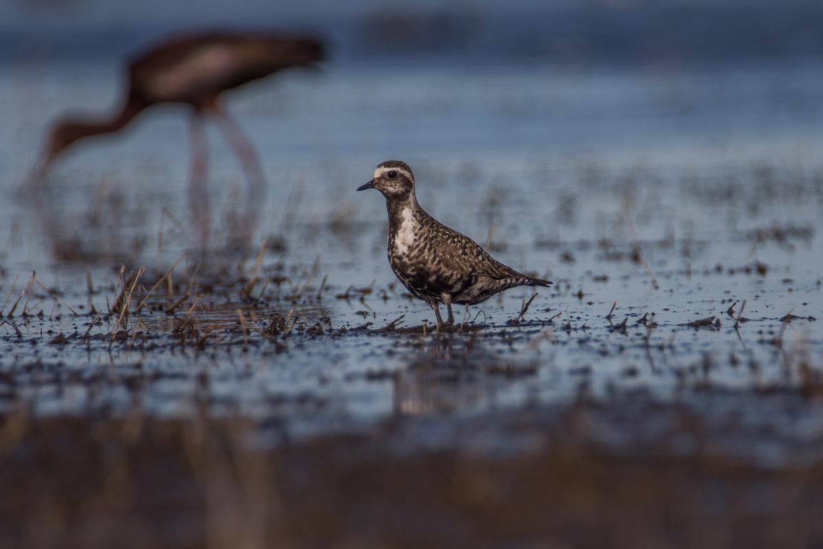 Black-bellied Plover