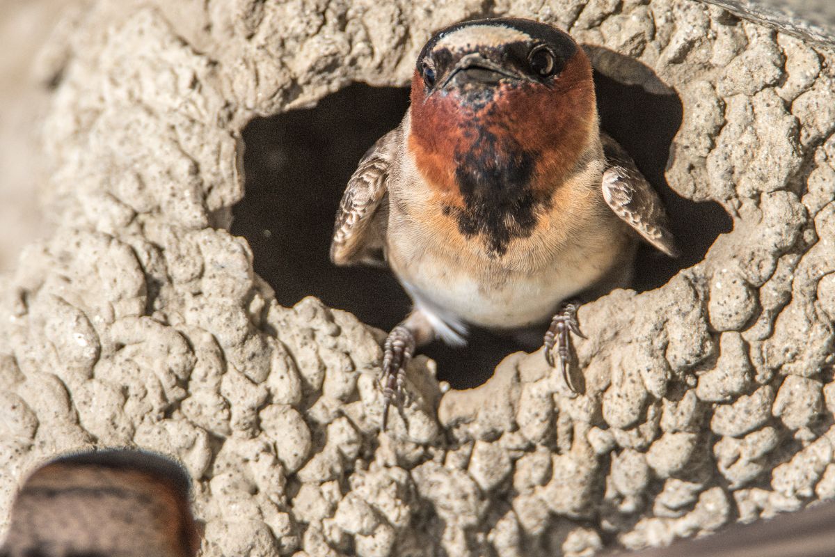 Cliff Swallow