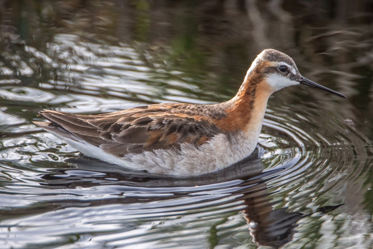 Wilson's Phalarope