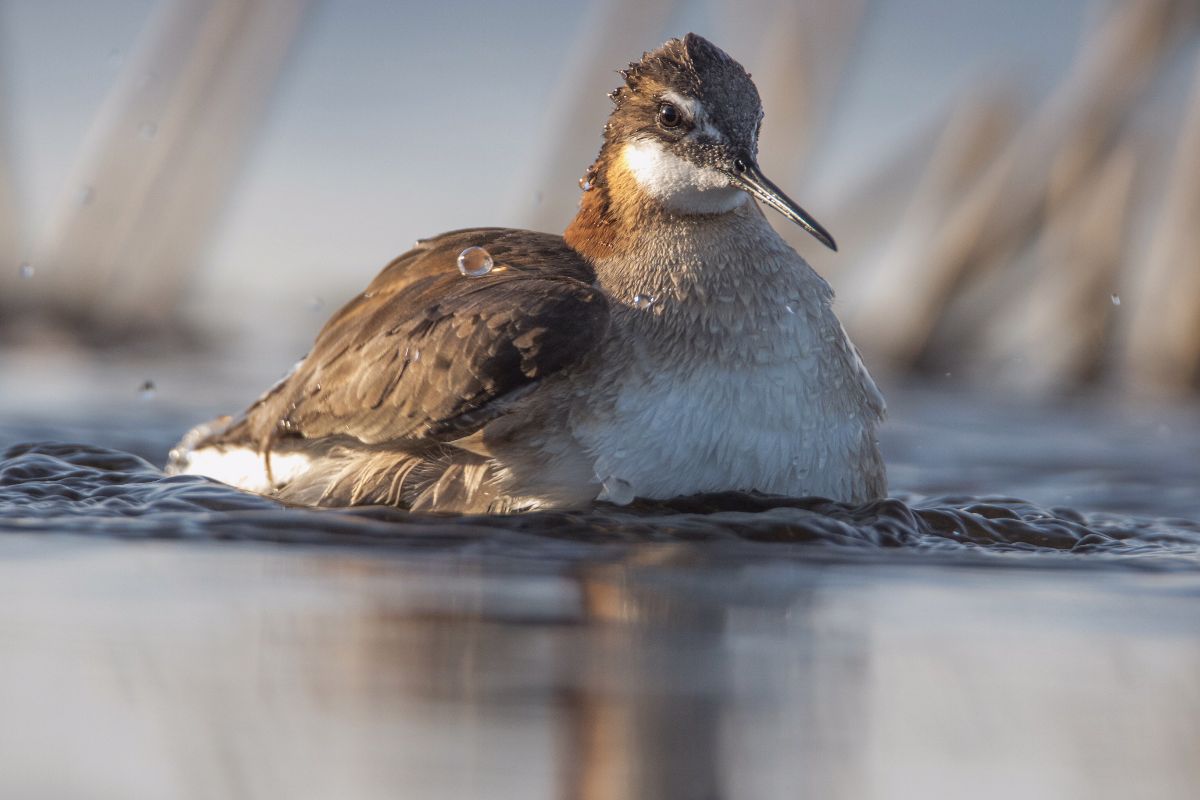 Wilson's Phalarope