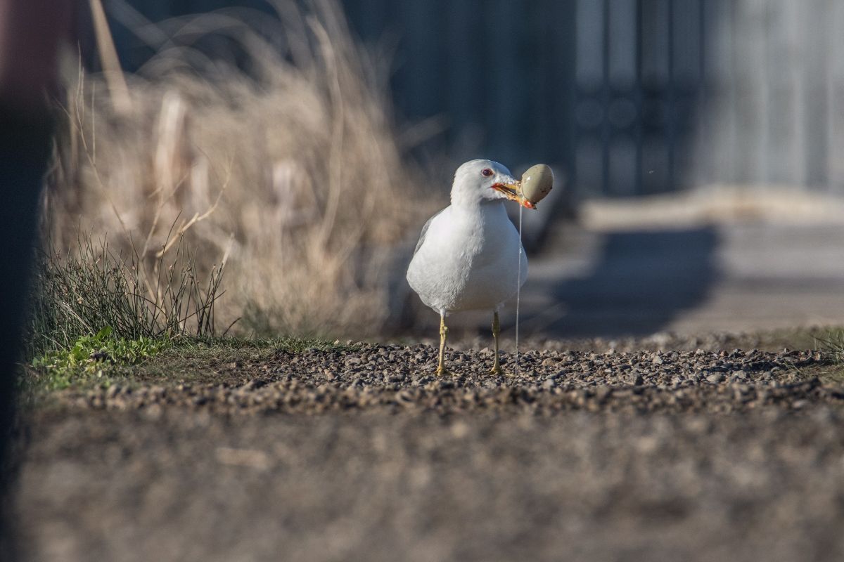 California Gull