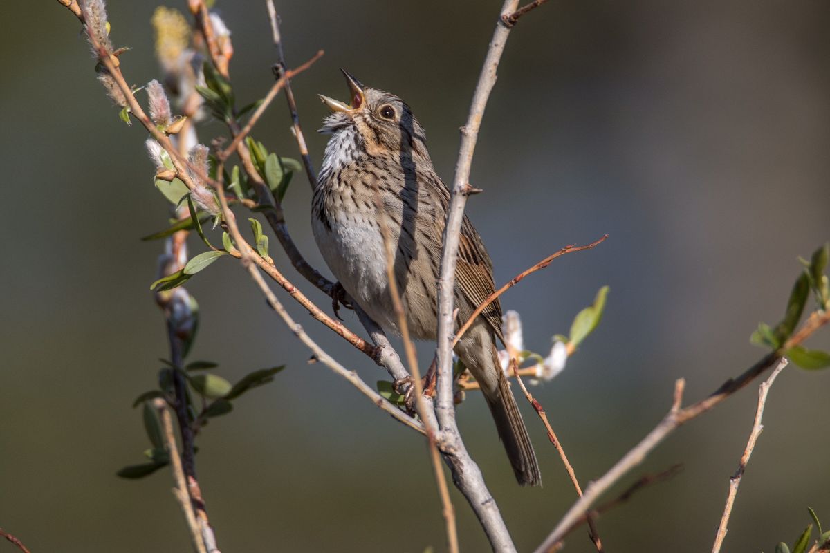 Lincoln's Sparrow