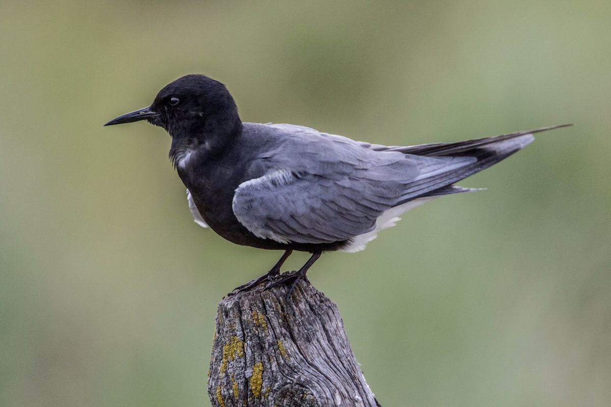 Black Tern