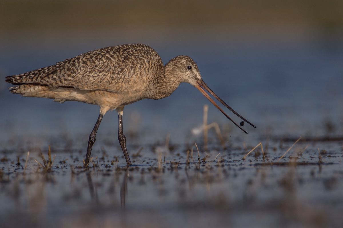 Willet