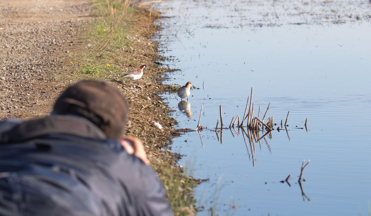 Black-bellied Plover